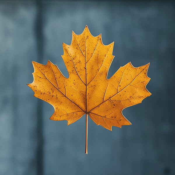 Autumnal maple leaf on a blue background