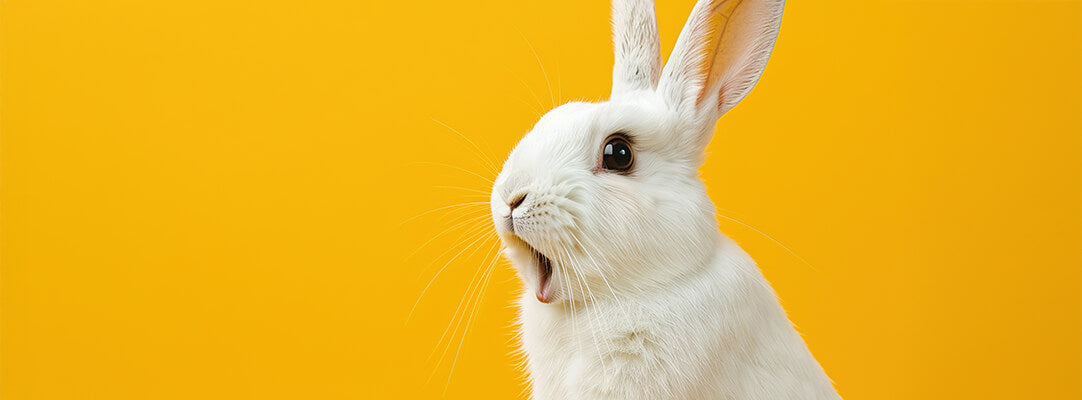 white rabbit close up with mouth open