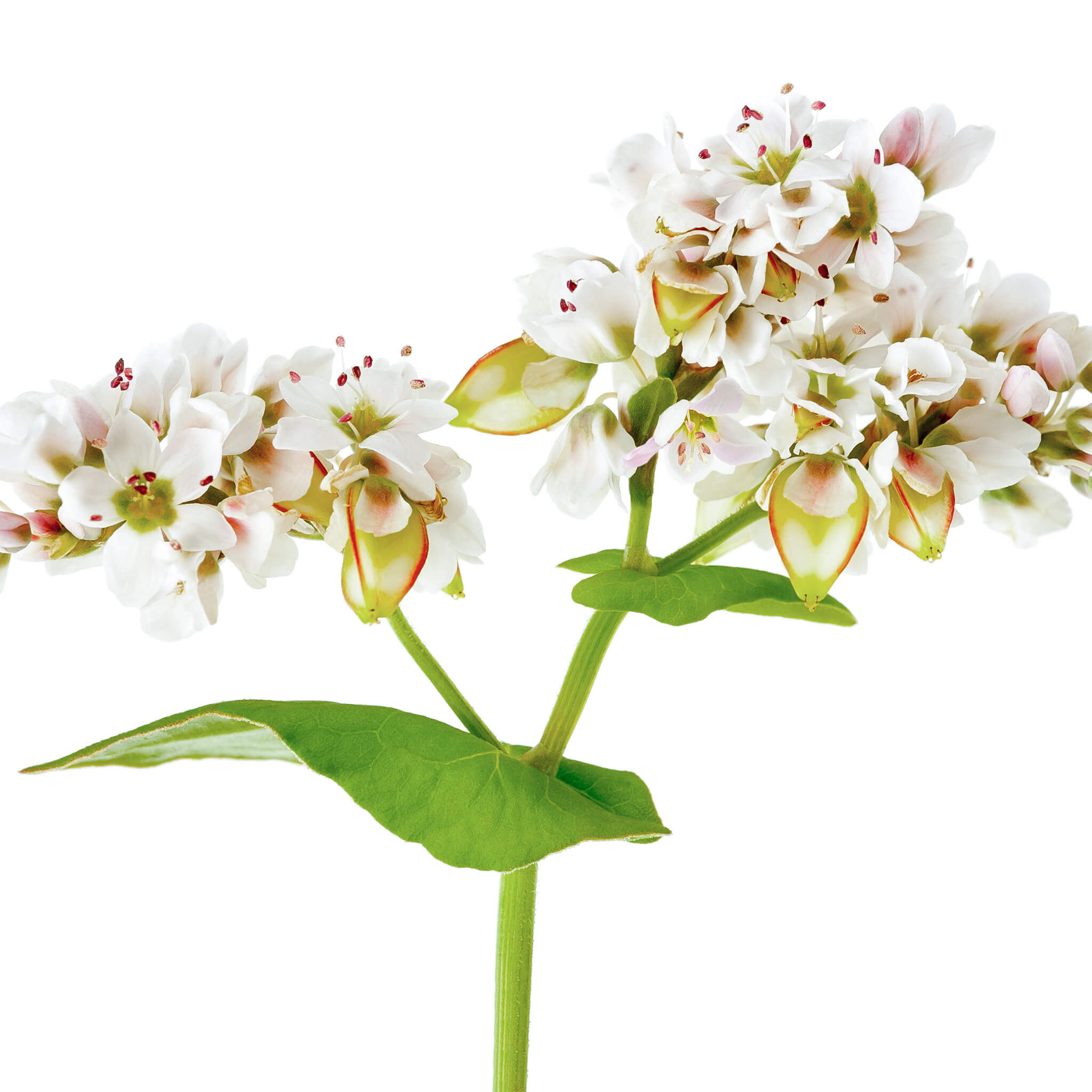 Organic Buckwheat plant