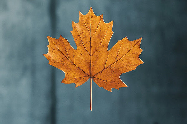 Autumnal maple leaf on a blurred natural background representing a made in canada collection at wr linens